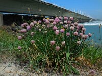 Allium schoenoprasum 12, Bieslook, Saxifraga-Ed Stikvoort