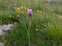 Allium schoenoprasum 13, Bieslook, Saxifraga-Ed Stikvoort