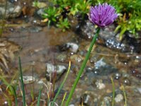 Allium schoenoprasum 14, Bieslook, Saxifraga-Ed Stikvoort