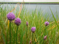 Allium schoenoprasum 15, Bieslook, Saxifraga-Ed Stikvoort