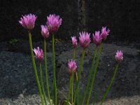 Allium schoenoprasum 16, Bieslook, Saxifraga-Ed Stikvoort