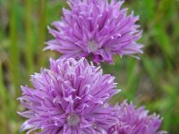 Allium schoenoprasum 17, Bieslook, Saxifraga-Ed Stikvoort