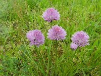 Allium schoenoprasum 18, Bieslook, Saxifraga-Rutger Barendse