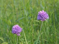 Allium schoenoprasum 19, Bieslook, Saxifraga-Jeroen Willemsen