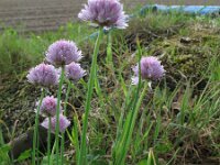 Allium schoenoprasum 2, Bieslook, Saxifraga-Rutger Barendse