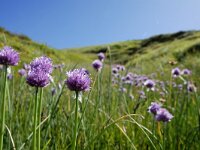 Allium schoenoprasum 21, Bieslook, Saxifraga-Simone van Velzen