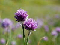 Allium schoenoprasum 22, Bieslook, Saxifraga-Simone van Velzen