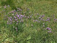 Allium schoenoprasum 23, Bieslook, Saxifraga-Harry Jans