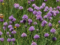 Allium schoenoprasum 24, Bieslook, Saxifraga-Harry Jans