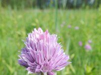 Allium schoenoprasum 25, Bieslook, Saxifraga-Rutger Barendse