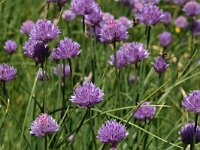 Allium schoenoprasum 26, Bieslook, Saxifraga-Harry Jans