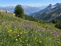 Allium schoenoprasum 27, Bieslook, Saxifraga-Harry Jans