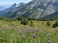 Allium schoenoprasum 28, Bieslook, Saxifraga-Harry Jans