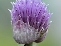 Allium schoenoprasum 41, Bieslook, Saxifraga-Tom Heijnen
