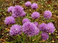 Allium schoenoprasum 44, Bieslook, Saxifraga-Ed Stikvoort
