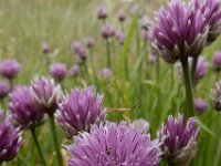 Allium schoenoprasum 45, Bieslook, Saxifraga-Ed Stikvoort