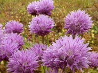 Allium schoenoprasum 46, Bieslook, Saxifraga-Ed Stikvoort