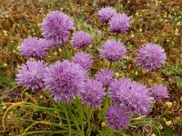 Allium schoenoprasum 47, Bieslook, Saxifraga-Ed Stikvoort