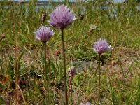 Allium schoenoprasum 48, Bieslook, Saxifraga-Ed Stikvoort