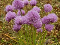 Allium schoenoprasum 49, Bieslook, Saxifraga-Ed Stikvoort