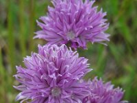Allium schoenoprasum 50, Bieslook, Saxifraga-Ed Stikvoort