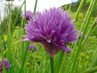 Allium schoenoprasum 51, Bieslook, Saxifraga-Hans Grotenhuis