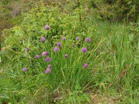 Allium schoenoprasum 52, Bieslook, Saxifraga-Hans Grotenhuis
