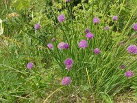 Allium schoenoprasum 53, Bieslook, Saxifraga-Hans Grotenhuis