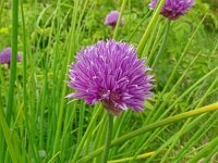 Allium schoenoprasum 54, Bieslook, Saxifraga-Hans Grotenhuis