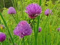 Allium schoenoprasum 55, Bieslook, Saxifraga-Hans Grotenhuis