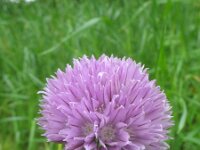 Allium schoenoprasum 6, Bieslook, Saxifraga-Rutger Barendse