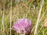 Allium schoenoprasum 8, Bieslook, Saxifraga-Rutger Barendse
