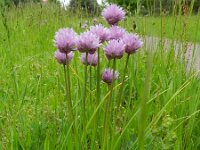Allium schoenoprasum 9, Bieslook, Saxifraga-Rutger Barendse