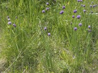 Allium schoenoprasum ssp schoenoprasum 56, Bieslook, Saxifraga-Willem van Kruijsbergen