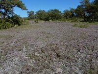 Allium schoenoprasum var alvarense 31, Saxifraga-Ed Stikvoort