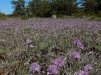 Allium schoenoprasum var alvarense 32, Saxifraga-Ed Stikvoort