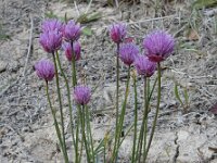 Allium schoenoprasum var alvarense 33, Saxifraga-Ed Stikvoort