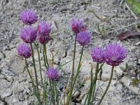 Allium schoenoprasum var alvarense 34, Saxifraga-Ed Stikvoort