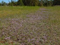 Allium schoenoprasum var alvarense 36, Saxifraga-Ed Stikvoort