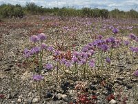Allium schoenoprasum var alvarense 5, Saxifraga-Jan van der Straaten