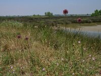 Allium sphaerocephalon 12, Kogellook, Saxifraga-Dirk Hilbers