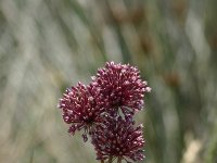 Allium sphaerocephalon 14, Kogellook, Saxifraga-Dirk Hilbers