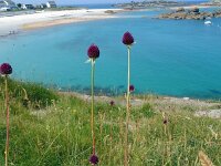 Allium sphaerocephalon 21, Kogellook, Saxifraga-Hans Grotenhuis