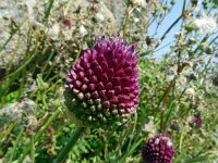 Allium sphaerocephalon 22, Kogellook, Saxifraga-Hans Grotenhuis