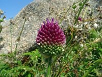 Allium sphaerocephalon 23, Kogellook, Saxifraga-Hans Grotenhuis