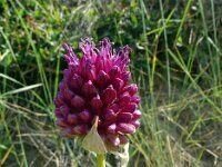 Allium sphaerocephalon 24, Kogellook, Saxifraga-Hans Grotenhuis