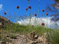 Allium sphaerocephalon 25, Kogellook, Saxifraga-Ed Stikvoort