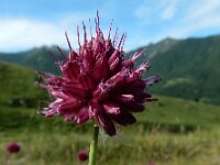 Allium sphaerocephalon 26, Kogellook, Saxifraga-Ed Stikvoort : Posada de Valdeón - Espinama s9900