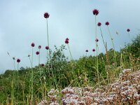 Allium sphaerocephalon 27, Kogellook, Saxifraga-Ed Stikvoort : ZW van Cordiñanes de Valdeón s9900