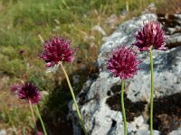 Allium sphaerocephalon 28, Kogellook Saxifraga-Ed Stikvoort : Posada de Valdeón - Espinama s9900
